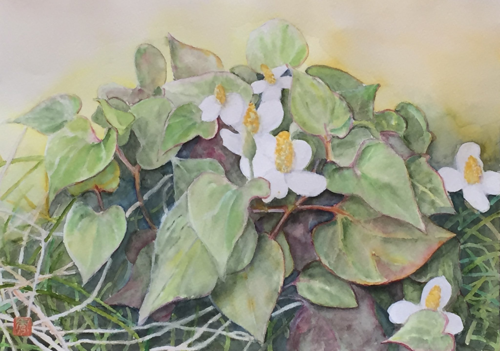 フランス美術界が認めた画家 沼尾雅代さんの『ドクダミの花』原画