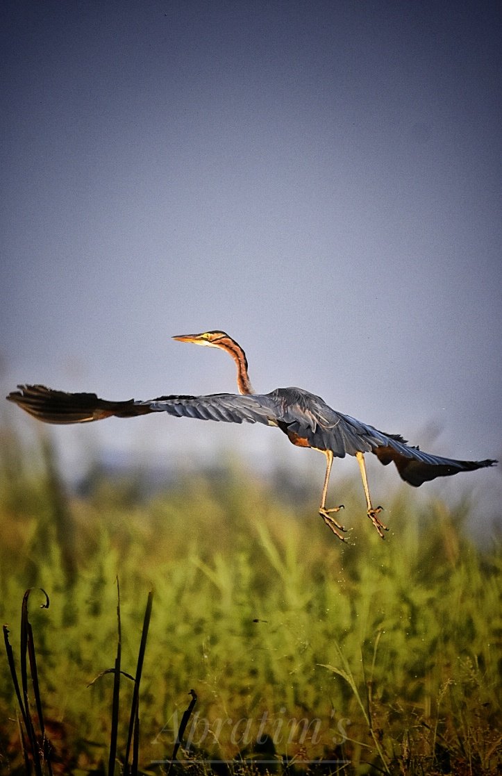 apratim_guha's tweet photo. #birding #birdwatching #birdphotography #BirdTwitter
#Heron
#openbill
#greatcrestedgrebe
#lapwing #greyHeadedLapwing https://t.co/g6VDppbFIq