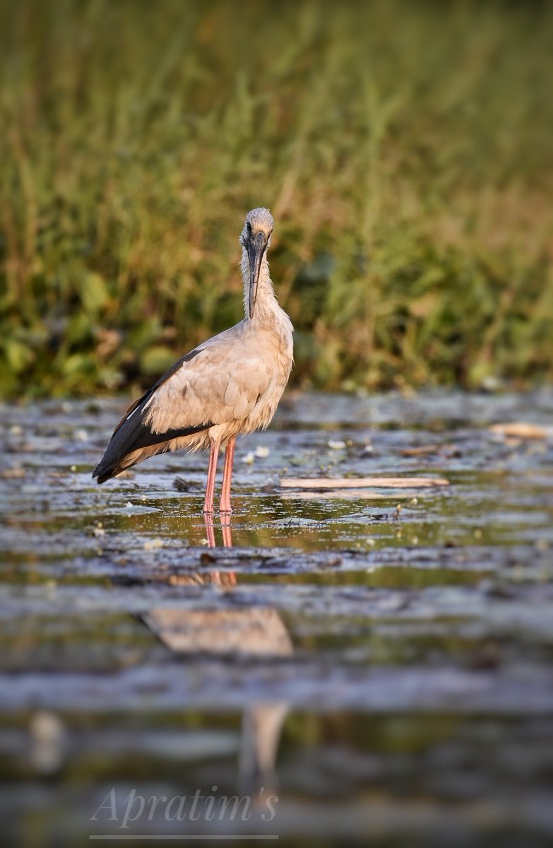 apratim_guha's tweet photo. #birding #birdwatching #birdphotography #BirdTwitter
#Heron
#openbill
#greatcrestedgrebe
#lapwing #greyHeadedLapwing https://t.co/g6VDppbFIq