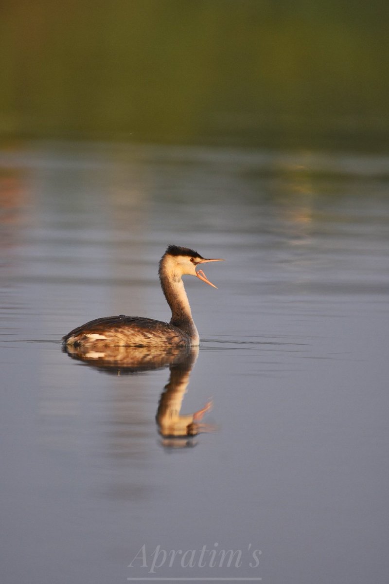 apratim_guha's tweet photo. #birding #birdwatching #birdphotography #BirdTwitter
#Heron
#openbill
#greatcrestedgrebe
#lapwing #greyHeadedLapwing https://t.co/g6VDppbFIq