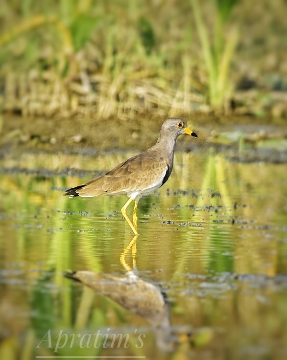 apratim_guha's tweet photo. #birding #birdwatching #birdphotography #BirdTwitter
#Heron
#openbill
#greatcrestedgrebe
#lapwing #greyHeadedLapwing https://t.co/g6VDppbFIq
