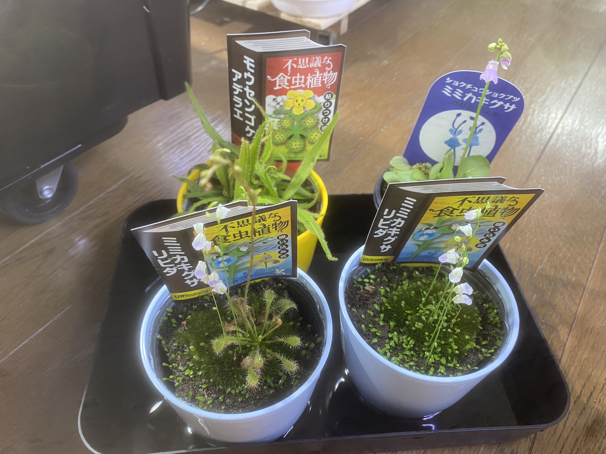 ロ*ス様 ラスト1台　600×300×300食虫植物・観葉植物・昆虫・爬虫類の飼 ラスト1台600×300×300食虫植物・観葉植物・昆虫・爬虫類の飼育
