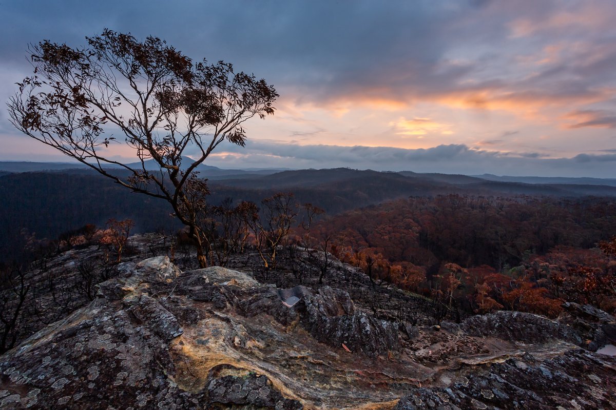 CasaLettori's tweet photo. La deforestazione ha giocato un ruolo determinante negli incendi che hanno devastato l’Australia

#giornatamondialedellambiente a #CasaLettori 

#5giugno 

#SalviamoIlPianeta a #CasaLettori https://t.co/C4HTmXEZ5V
