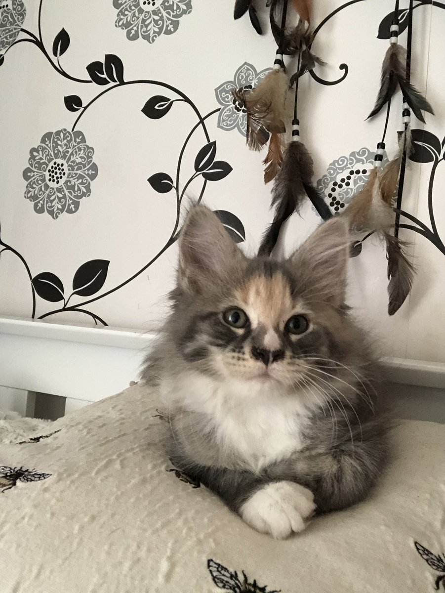 422shadowwolf's tweet photo. Pretty as a picture #cats #mainecoon https://t.co/r7rkZn12qm