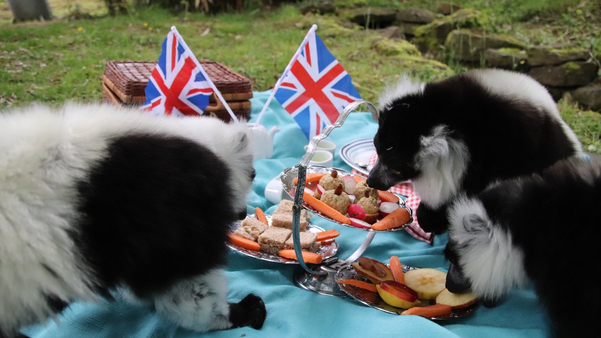 Not ones to miss out on the country’s celebrations, our black-and-white ruffed lemurs are looking forward to joining in #TheBigJubileeLunch today with their own lemur-friendly picnic as an extra special treat. 

Read more: dudleyzoo.org.uk/lemurs-that-bi…