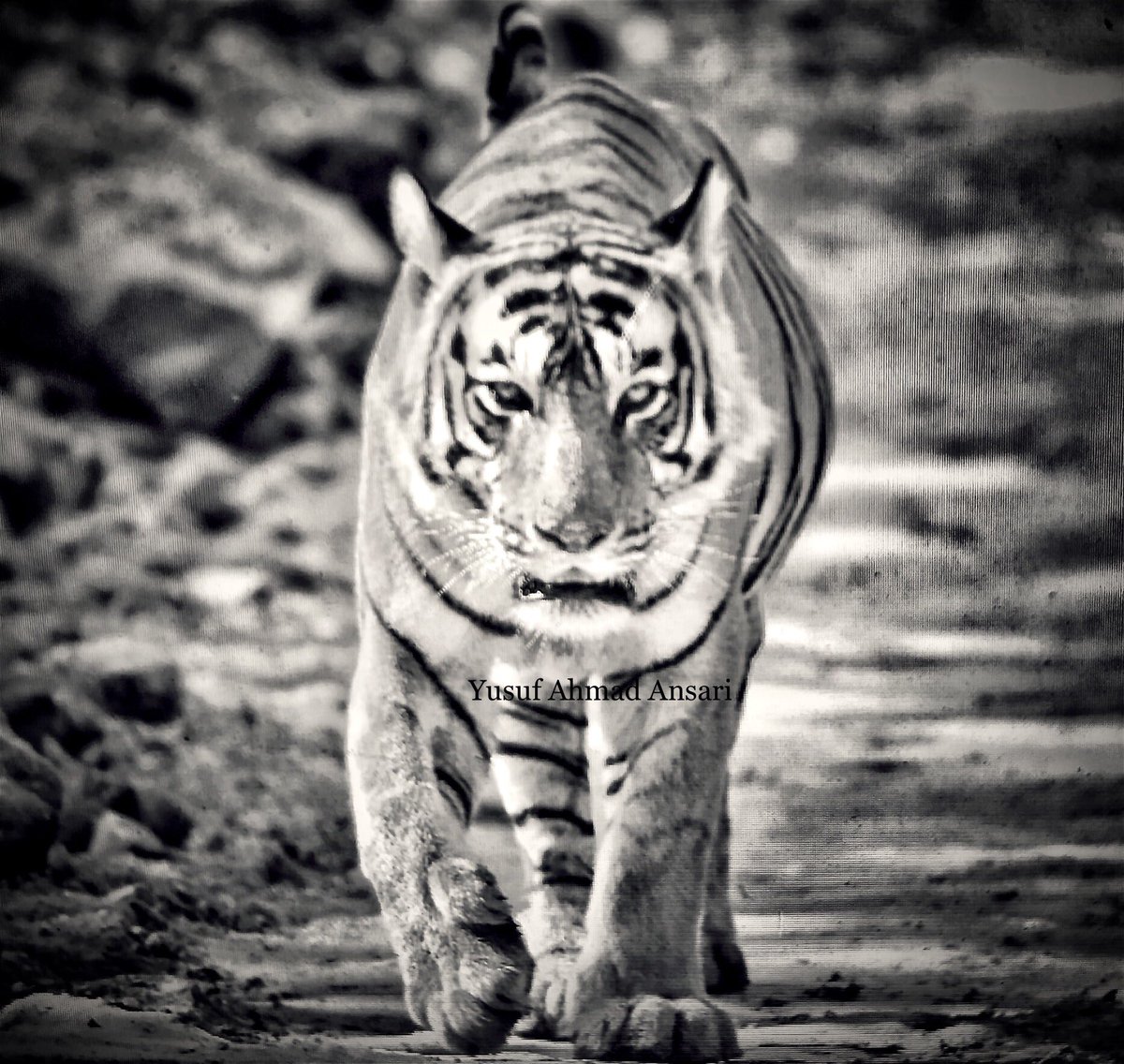 yusufpore's tweet photo. Saddening news from Ranthambhore of the passing away of Kumbha (T34); a Tiger I knew, tracked, observed and studied for well over a decade.
He loved water, and one could find him lying in a pool, even in the depths of winter.
Now, enjoy the #HappyHuntingGrounds Old Boy! 😔 https://t.co/Zkq0N8tyEx