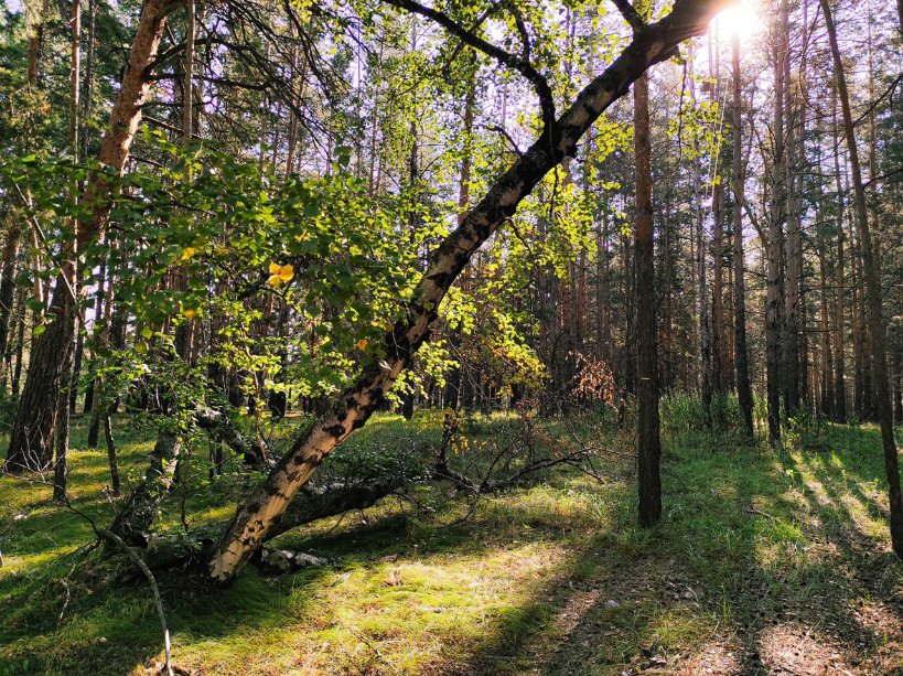 Forests are food, fuel, health &amp; shelter for billions, yet they are threatened by 
🌿 Deforestation
🍂 Land degradation
⛈ Climate change
🔥 Fires
This #WorldEnvironmentDay see how we help protect forests in Kazakhstan for future generations: bit.ly/3aqmS9M #OnlyOneEarth