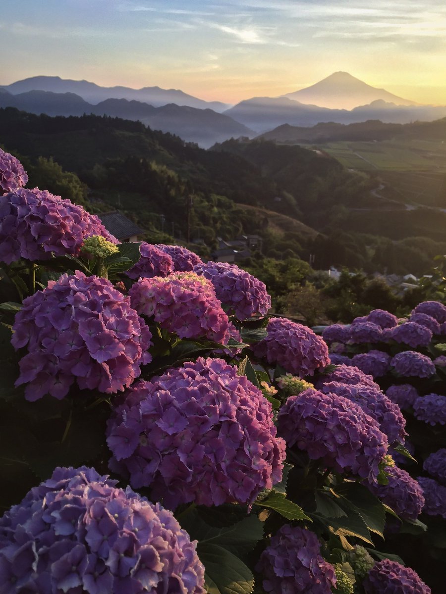 紫陽花と富士山💠