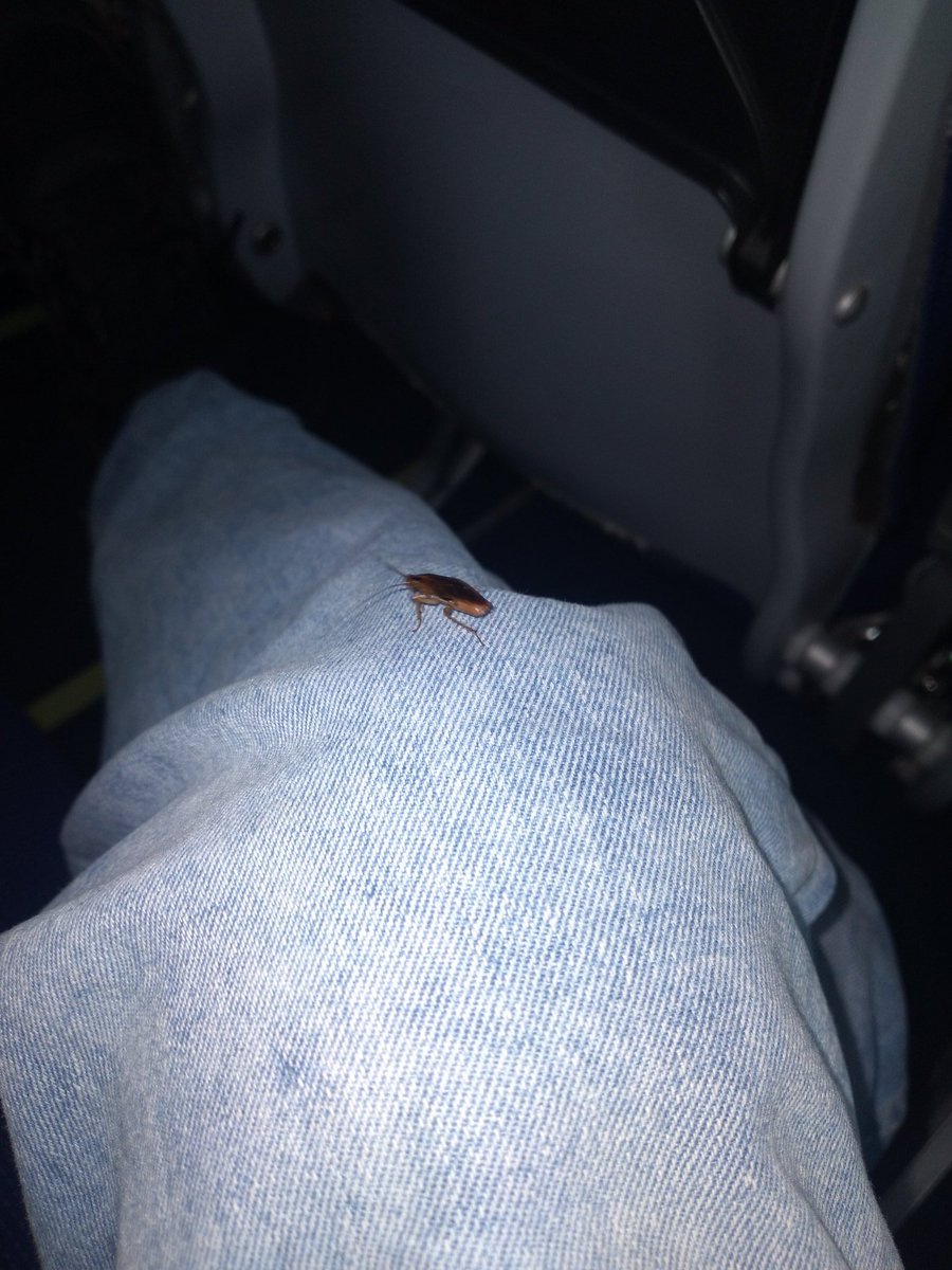 WeeWake88's tweet photo. @IndiGo6E right b4 evry flight ur crew anounce dt the aircraft hs been cleaned &amp; sanitised bt its far 4m true,as on multiple occasion I hv found crumbs or sm other form of dirt on seats bt on 3rd June it wz bynd dt as ur Raipur to bpl flight wz infested wid roaches. https://t.co/BAQlvJ1zHE