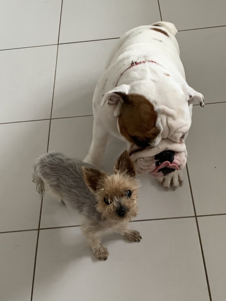 CharlietheBull2's tweet photo. It is with much sadness that we tell you our Yorkie sister Honey went over the rainbow 🌈 bridge last night after a short illness. She was the boss and we will miss her. Thank you to @Dignipets  for making sure she passed peacefully. https://t.co/WySCR3zTc0