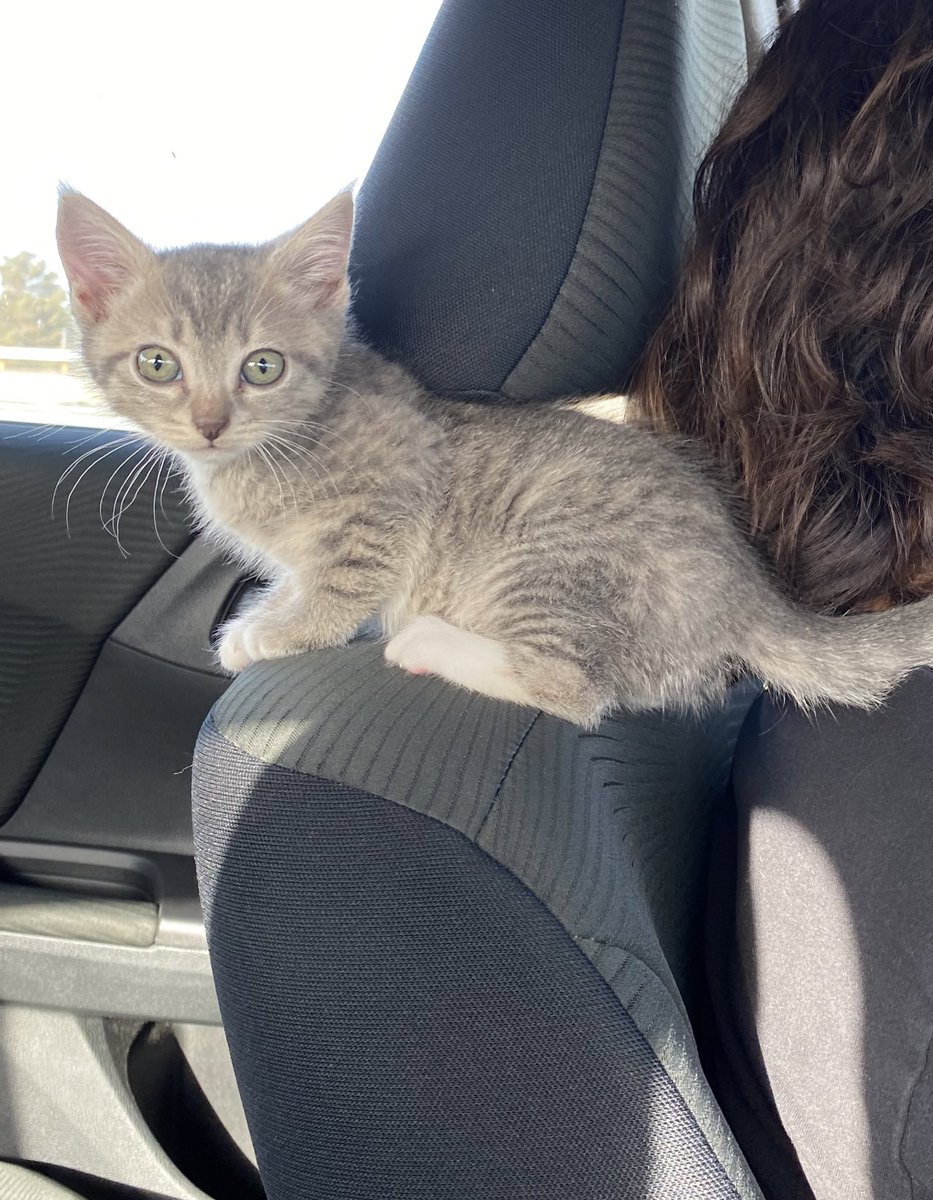 leandrojayala's tweet photo. i finally got a pet kitten she’s all mine 🥰🥰 https://t.co/tBwGKiJd32