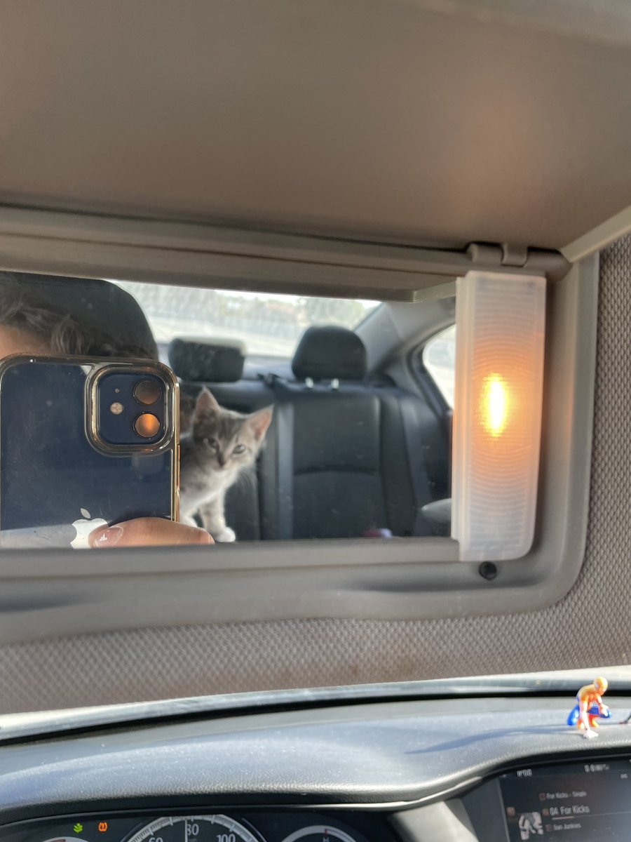 leandrojayala's tweet photo. i finally got a pet kitten she’s all mine 🥰🥰 https://t.co/tBwGKiJd32