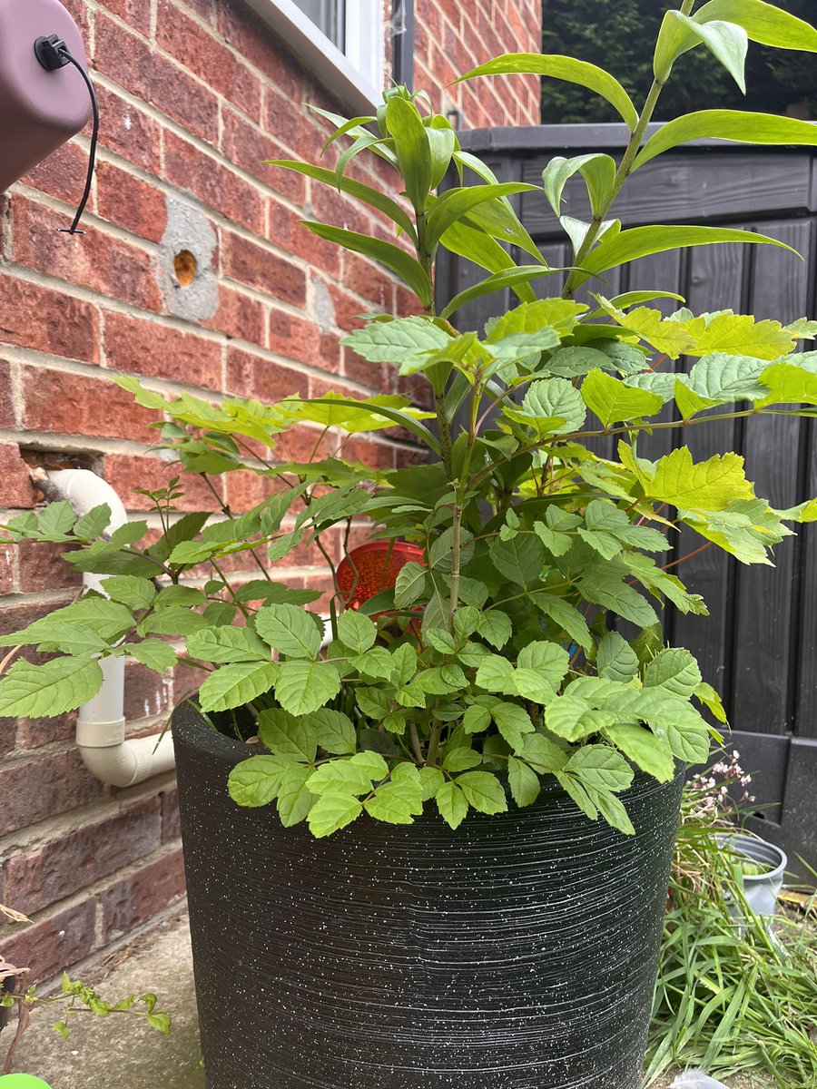 alex_hmitchell's tweet photo. #treebilee #Jubilee our little forest https://t.co/CV7clo3MKf