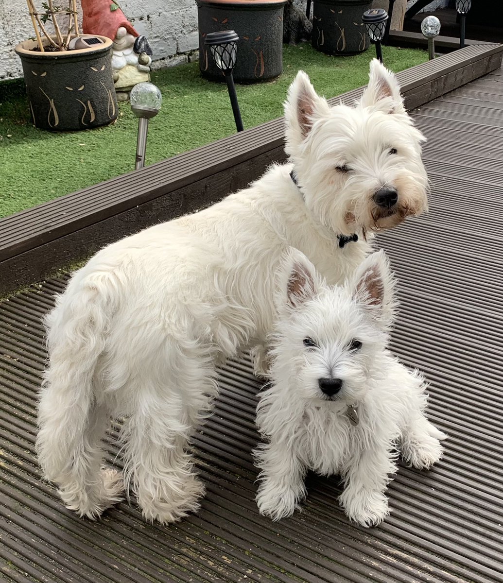 driseborough's tweet photo. Morning from the boys. 🐶🐶😍#angus #hamish #westies https://t.co/jd7pj8nr9x