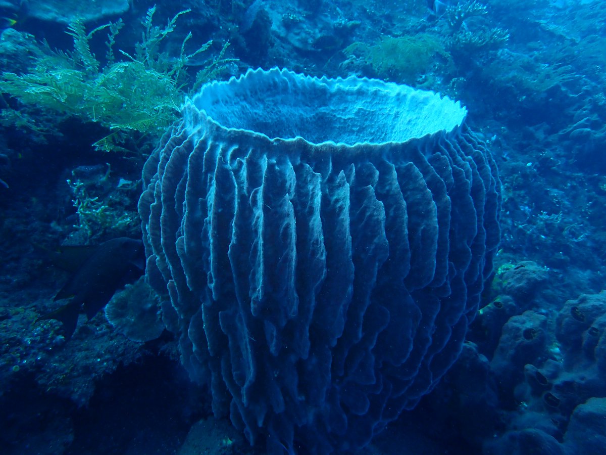 enadive's tweet photo. Come to Bali and with us https://t.co/HnQv5WaDgS #scubadiving #scuba #scubadivewithjah #adventure #wreckdives #shoredive #scubalover https://t.co/ZhQbxC0UZd