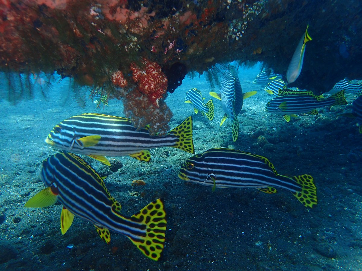 enadive's tweet photo. Come to Bali and with us https://t.co/HnQv5WaDgS #scubadiving #scuba #scubadivewithjah #adventure #wreckdives #shoredive #scubalover https://t.co/ZhQbxC0UZd