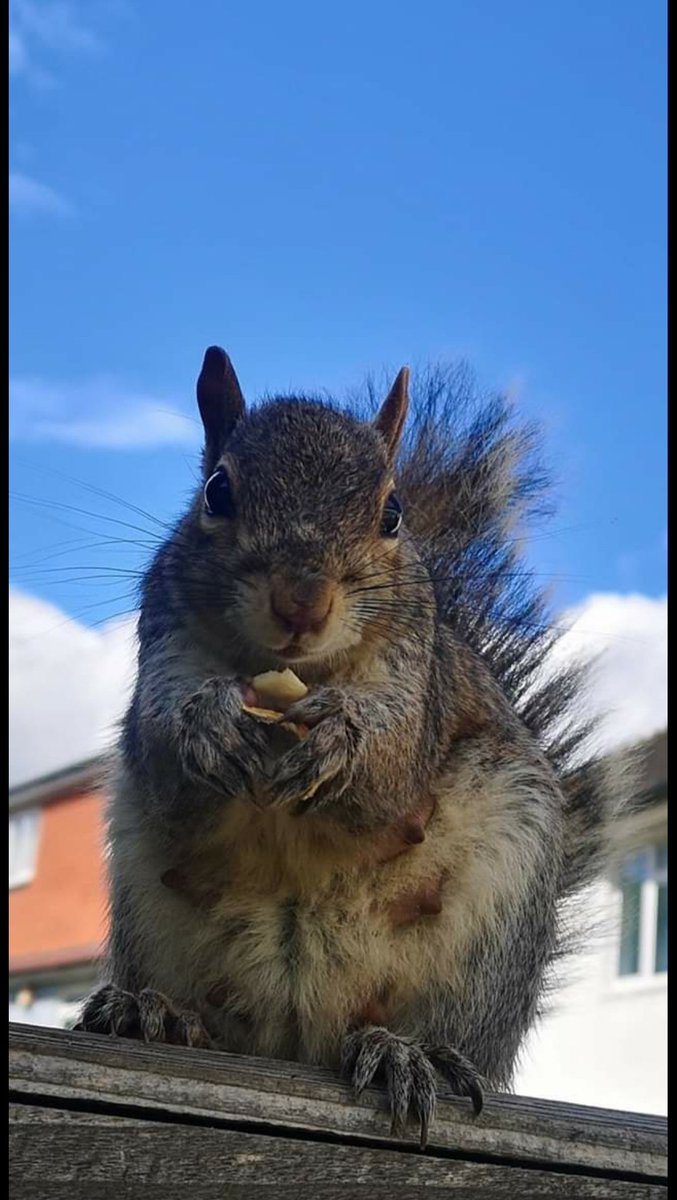 vandali01's tweet photo. My best mate #Miśka the #graffsquirrel 
Has been my muse for the past 5 years . She models for my mural designs and tattoos and she charges peanuts .. 
#photography #portrait 🤣
#wildlifephotography #wildsquirrel #ArtistOnTwitter #NFT #NFTs #nftart #NFTCommumity #cute #nature https://t.co/B8ZsAT9pSp