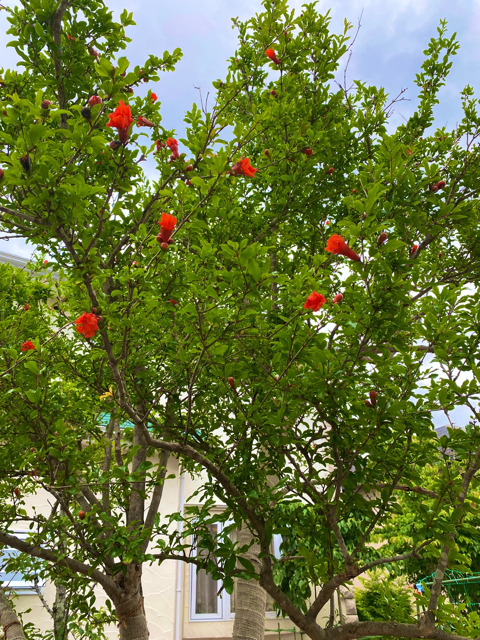 野口健 ザクロの木も沢山 お花を咲かせています この数分 ザクロの実がなるのかな だとしたら ザクロを腹一杯 食べられますね 子供の頃 エジプトで生活していましたが ザクロが1番のオヤツでした 僕にとってはエジプトを思い出すのがザクロと