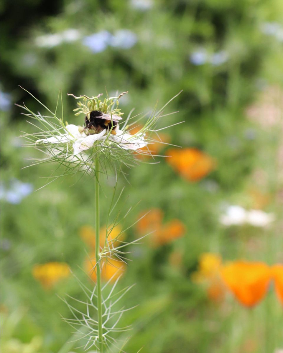 CLSWIFT's tweet image. A gorgeous visit to The Laundry Garden near Ruthin with the @NGSOpenGardens such a welcoming garden and definitely one to sit and watch the bees enjoying the planting. #thelaundrygarden #ngs #GardeningTwitter