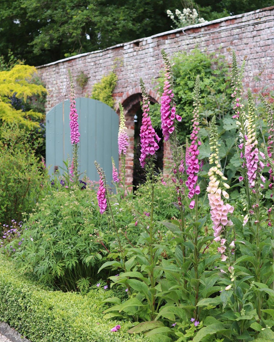 CLSWIFT's tweet image. A gorgeous visit to The Laundry Garden near Ruthin with the @NGSOpenGardens such a welcoming garden and definitely one to sit and watch the bees enjoying the planting. #thelaundrygarden #ngs #GardeningTwitter