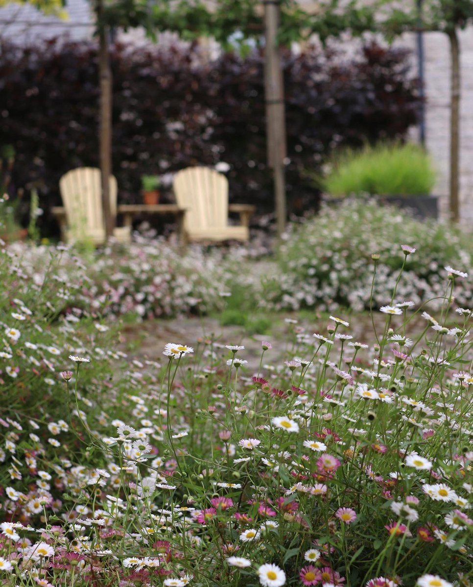 CLSWIFT's tweet image. A gorgeous visit to The Laundry Garden near Ruthin with the @NGSOpenGardens such a welcoming garden and definitely one to sit and watch the bees enjoying the planting. #thelaundrygarden #ngs #GardeningTwitter