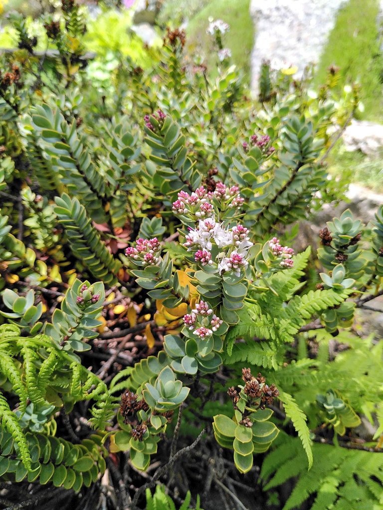 Célia Bonnet-Ligeon (@celia_cbo) on Twitter photo 🌿 #Museomix est une plante aux boutures ravissantes : après #MontBlancLab au <a href="/creamontblanc/">CREA Mont-Blanc</a> à Chamonix et #RefugeRemix avec <a href="/RefugeLab/">Refuges Sentinelles</a> @LabexITTEM dans les Écrins, voici #FloreLab au jardin Flore-Alpe qui nous reconnecte au vivant en montagne flore-alpe.ch/fr/activities/… 🌿 #Museomix est une plante aux boutures ravissantes : après #MontBlancLab au <a href="/creamontblanc/">CREA Mont-Blanc</a> à Chamonix et #RefugeRemix avec <a href="/RefugeLab/">Refuges Sentinelles</a> @LabexITTEM dans les Écrins, voici #FloreLab au jardin Flore-Alpe qui nous reconnecte au vivant en montagne flore-alpe.ch/fr/activities/…