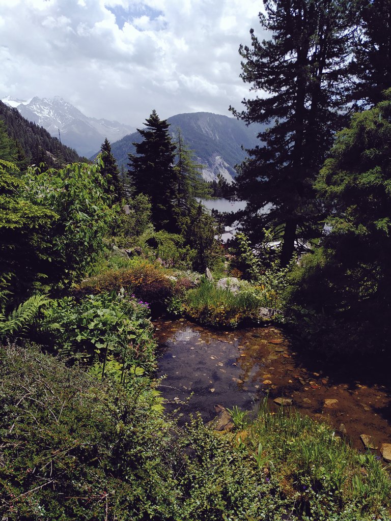 celia_cbo's tweet photo. Dans ce prototype #FloreLab dont on voit un fragment, les visiteurs du jardin botanique alpin laissent dériver leur regard du paysage grandiose de Champex-Lac jusqu'au paysage miniature de la rocaille, pour s'émerveiller des variations de température d'un centimètre à l'autre 🔬 https://t.co/45PaHX0s12