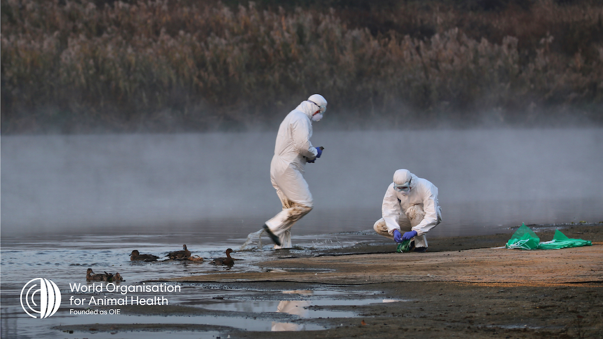 WOAH's tweet photo. It’s #WorldEnvironmentDay 🌳!

Environmental degradation creates undeniable health risks for animals and humans.

We’re calling countries to ensure #VeterinaryServices have the resources to monitor &amp; prevent disease spillover 🦠 from wildlife via careful surveillance. #OneHealth https://t.co/IPoGJvgvLZ