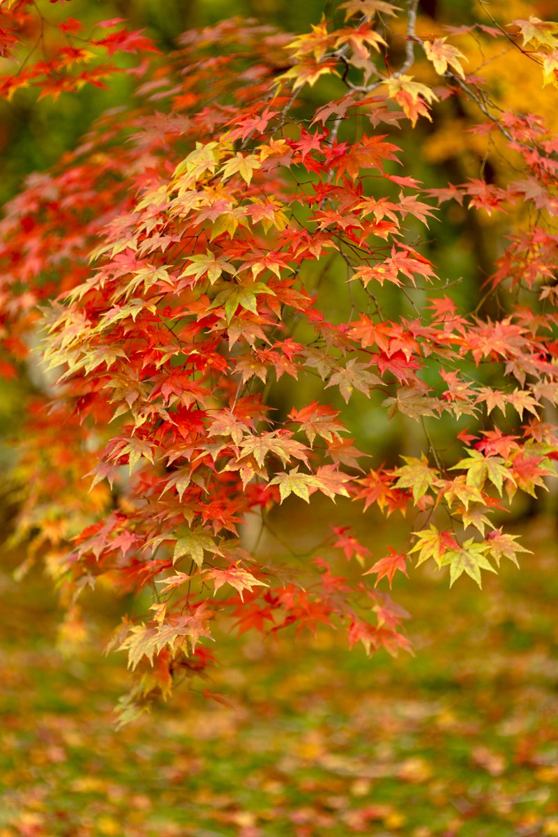 To commemorate the Queen's Platinum jubilee, we will be planting Japanese maples in the garden later this year. These will look beautiful on the cliffs above the river, especially in autumn with their vibrant red leave. 

📷:NTI/John Miller

#greencanopy #jubilee #maple #garden