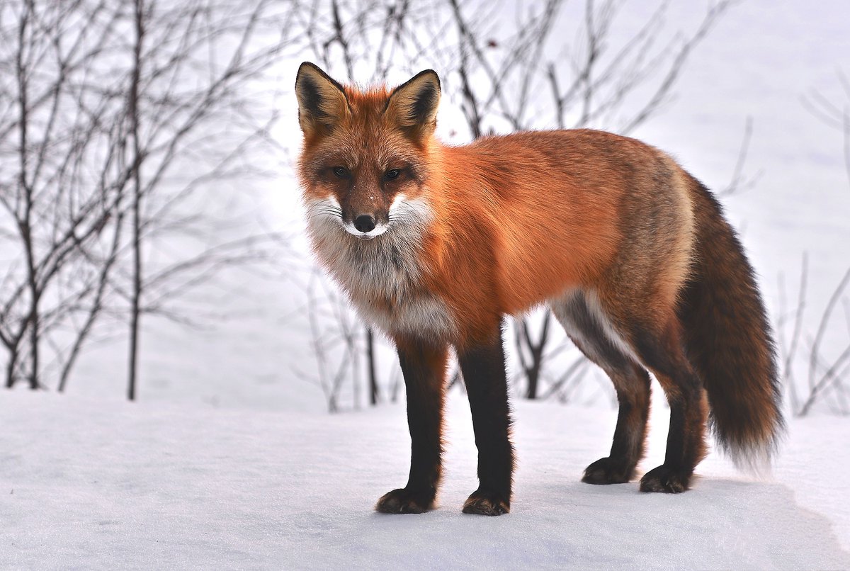 naturebytesuk's tweet photo. Today is #WorldEnvironmentDay!

At #naturebytes we reconnect people with #wildlife through our education programs, #conservation work &amp; wildlife tech 🦊

Spending more time in nature inspires people to live sustainably &amp; in harmony with our planet 🌍

We have #OnlyOneEarth https://t.co/cVyHCmnyiF
