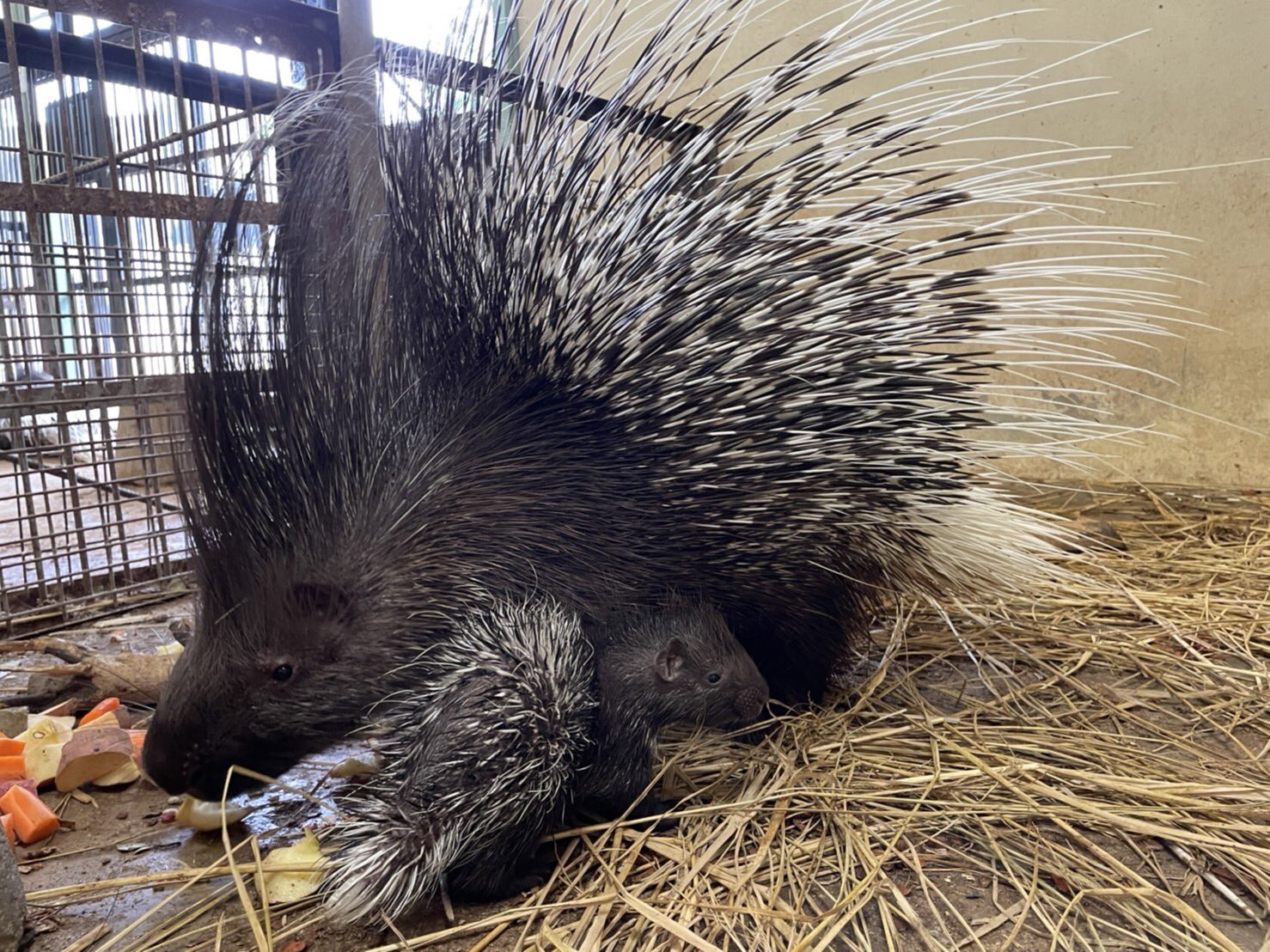 東武動物公園 公式 リュウくん 22年5月19日産まれアフリカタテガミヤマアラシの赤ちゃんのお名前が決定 お名前は イヨ ちゃんです 担当者の出身地千葉県の伊予ヶ岳より命名させていただきましたー 東武動物公園 小獣舎 アフリカタテガミ