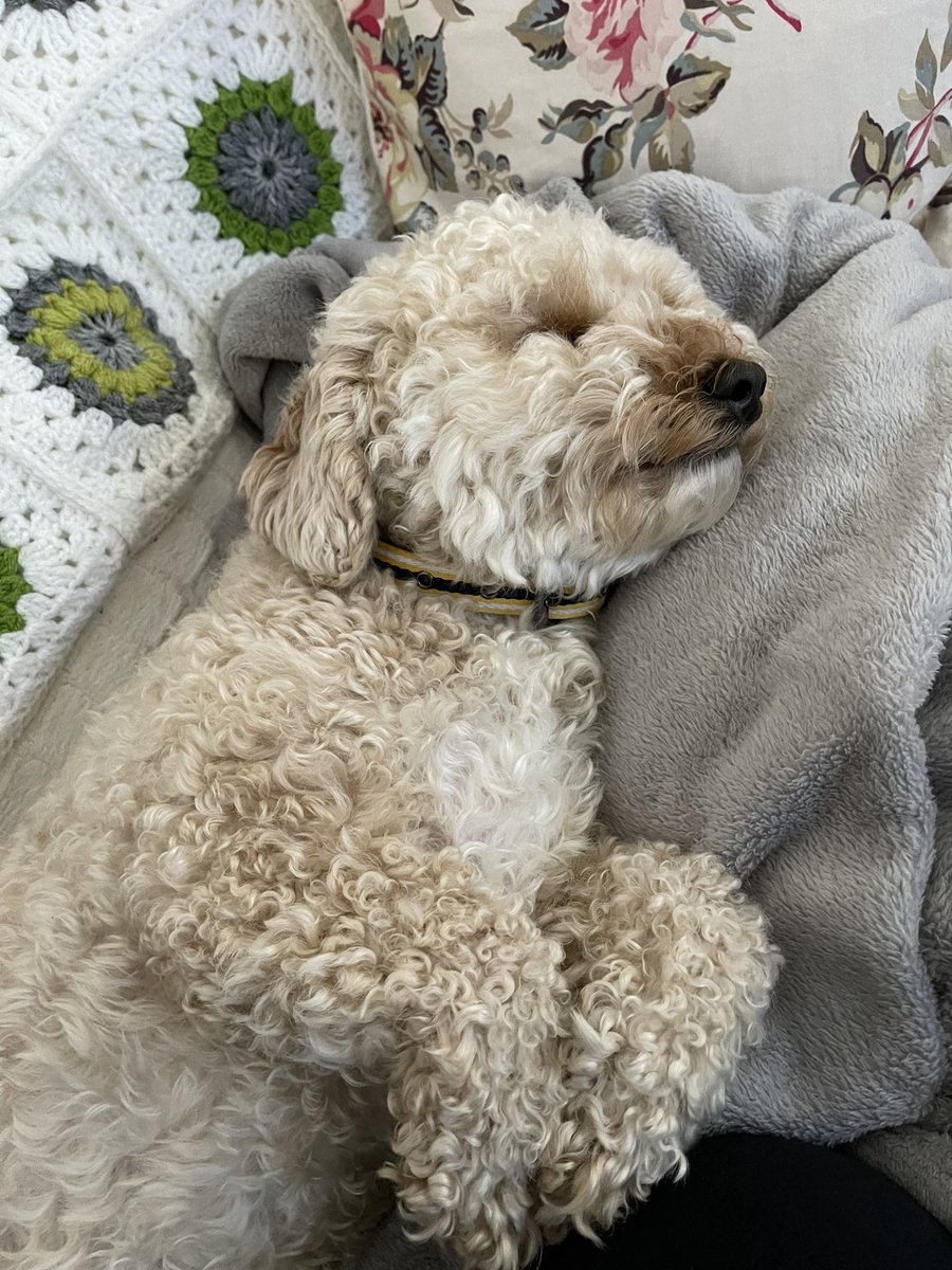Ruby_Cockapoo's tweet image. Good morning pals.. I’m still very sleepy 😴 🐶🐾💕 #Dogsoftwitter #Cockapoo