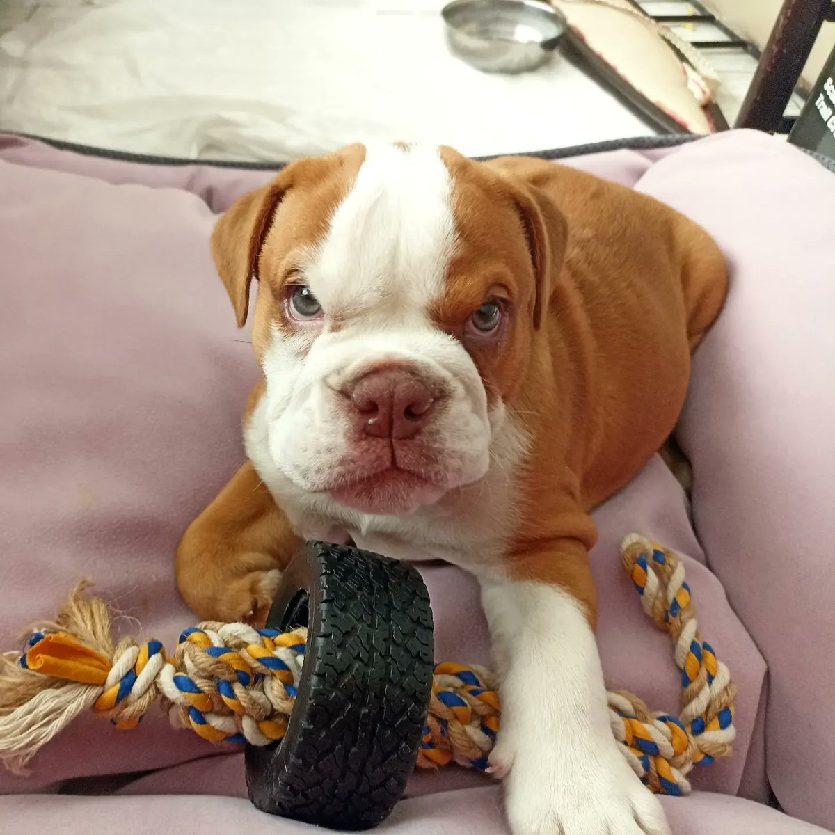 bulldog (@bulldog_page) on Twitter photo 