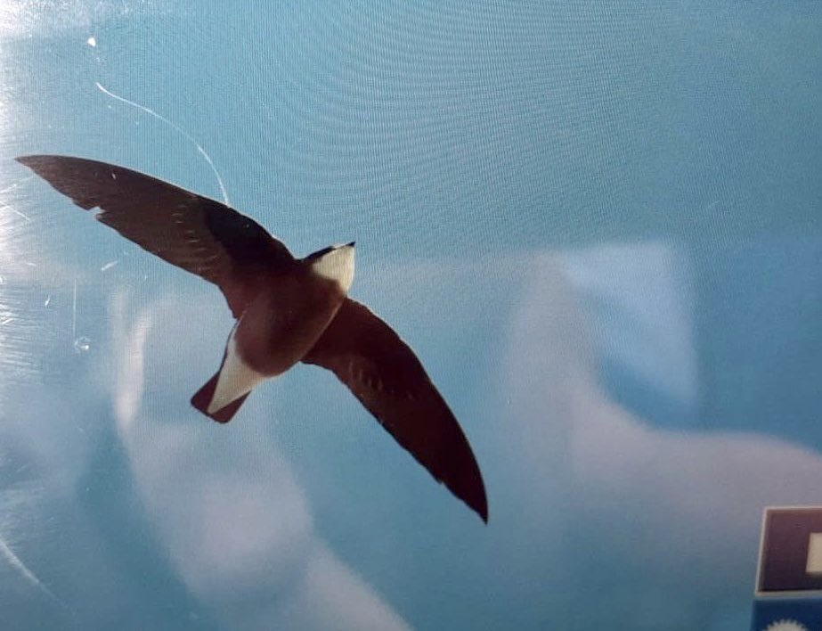 westpalbirds's tweet photo. MEGA Britain: White-throated Needletail (Hirundapus caudacutus) picked up and released on Ortelius expedition ship close to Fair Isle, Shetland, late on 4 June 2022 (date tbc). Photos ©️Leo Bruynzeel, news via Laurens Steijn / Birding Breaks https://t.co/uxlj77j9Sj