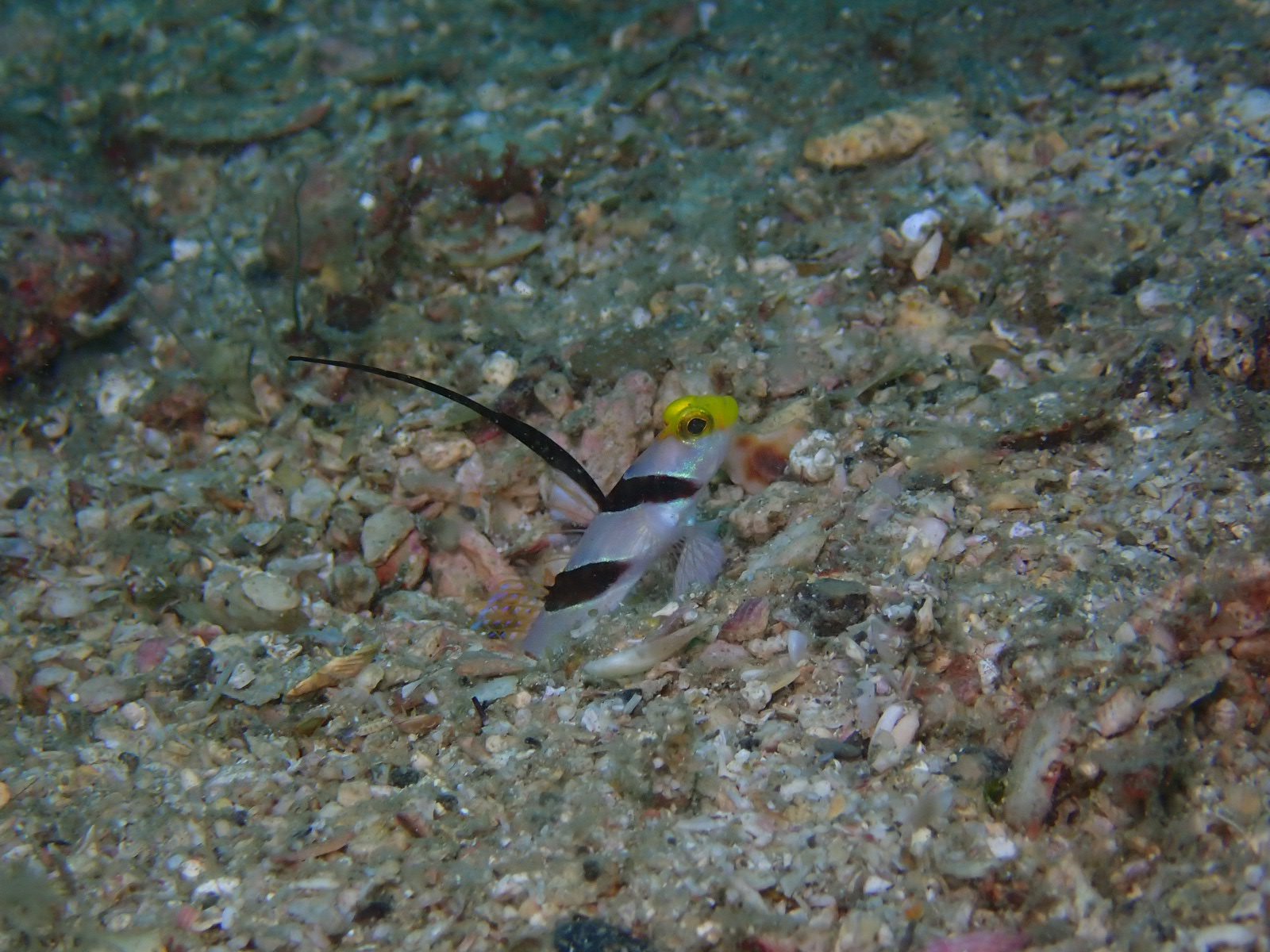 アジアコショウダイ Twitter Search Twitter