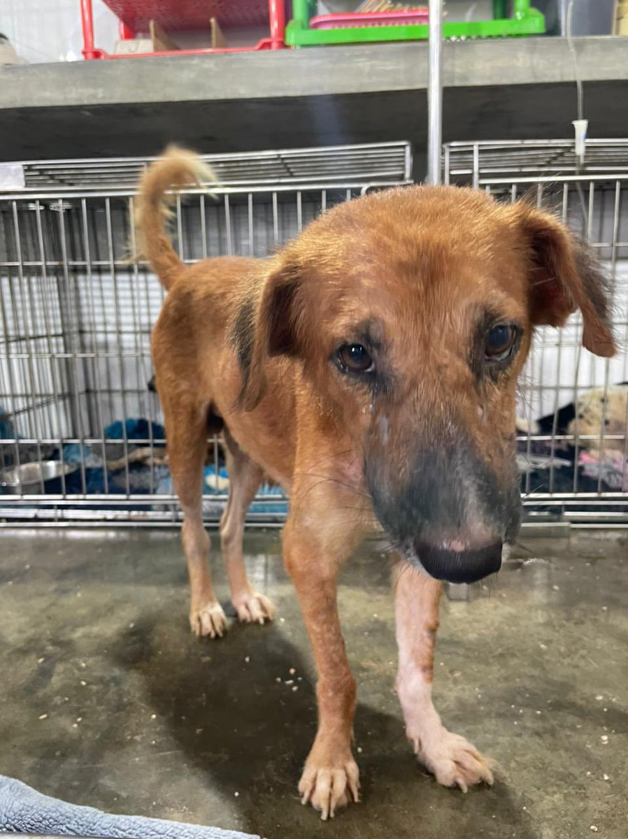 AnimalSOSSLanka's tweet photo. We wanted to share this #transformation of Dawson, who came to us with TVT cancer on both eyes.
He is now doing well π€
βοΈ *WARNING - original photo contains graphic images* βοΈ
#AmazingRecovery #TVTcancer #AnimalSOS https://t.co/DGVdvCKbHO