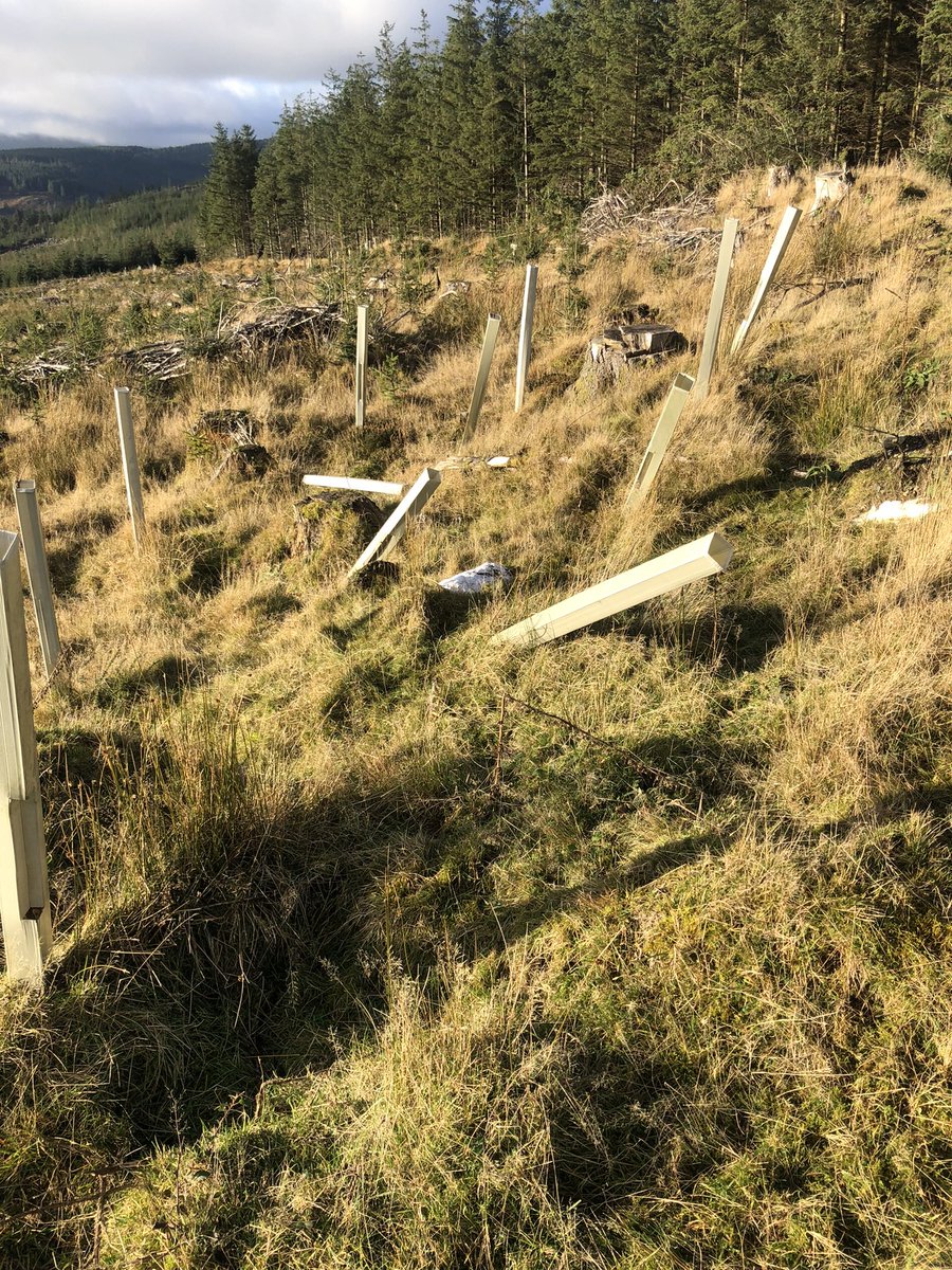 cottageireland's tweet photo. The greenwashing by @coilltenews continues. Dire neglect & mismanagement by #coillte of deciduous planting above devastating clear felling at #glenmalure #Forest4climate @SaveWicklow @SaveLeitrim @hometree @savekerry @EcofactEcology @woodlandleague @NativeWoodTrust @visitwicklow https://t.co/NegxWqYxZL