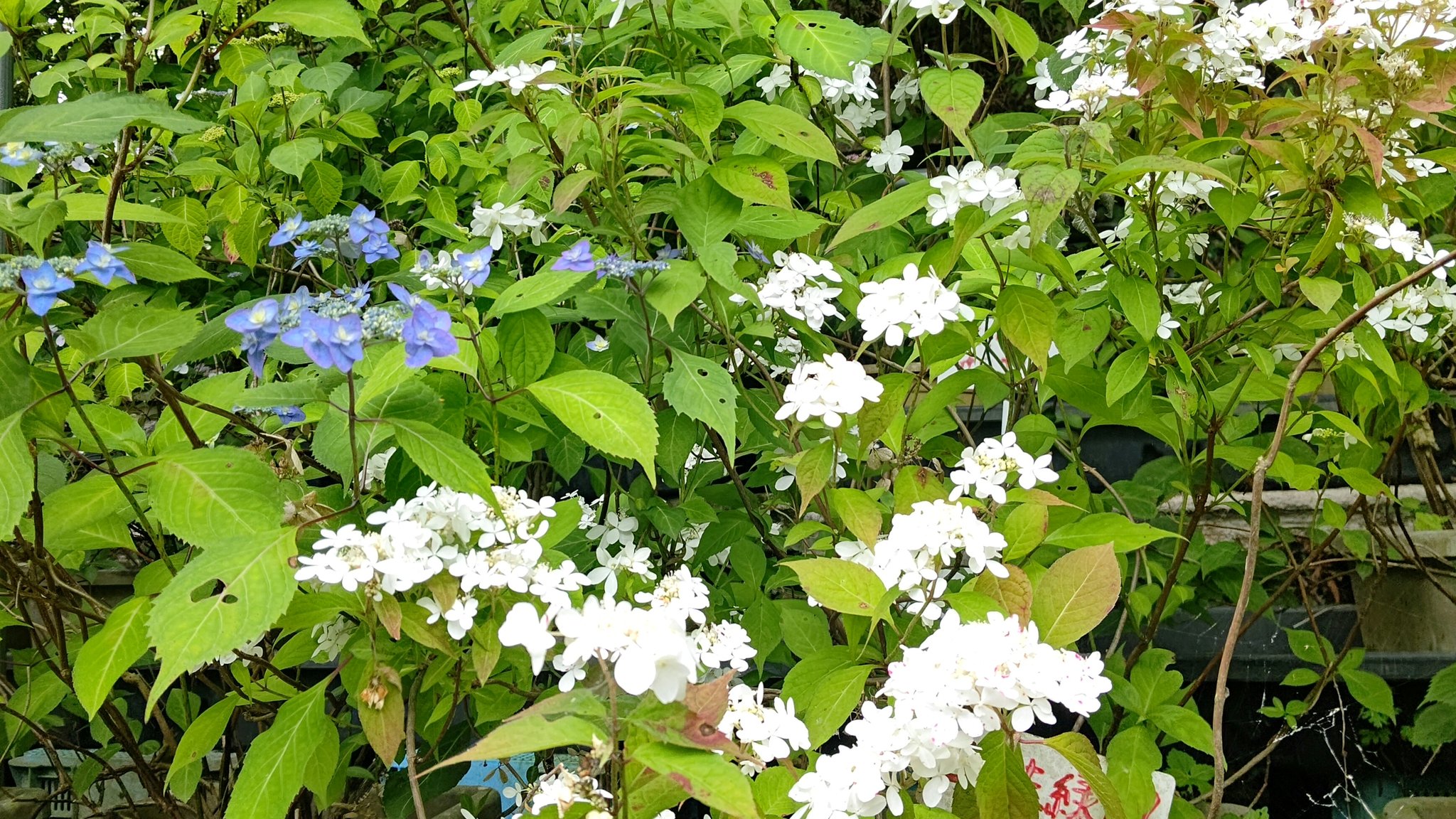 しい茸ランドかさや 紫陽花全体にはまだまだですが 早咲きの紫陽花は咲いて来ましたー あじさい園は6月11日にオープンします しい茸ランドかさや かさや 椎茸狩り あじさい 紫陽花 三田市 三田市観光協会 バーベキュー 手ぶらで しい茸ランドかさや 紫陽花全体にはまだまだですが 早咲きの紫陽花は咲いて来ましたー あじさい園は6月11日にオープンします しい茸ランドかさや かさや 椎茸狩り あじさい 紫陽花 三田市 三田市観光協会 バーベキュー 手ぶらで