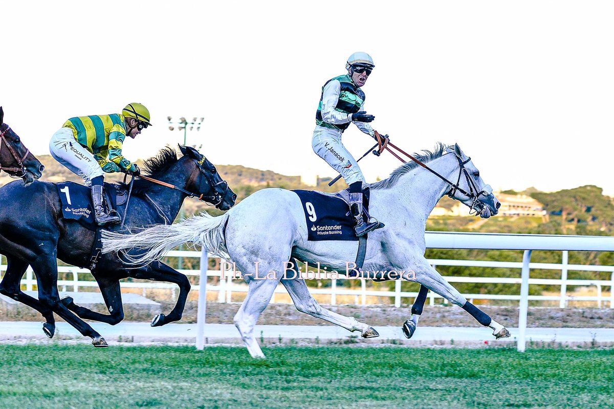 fairlydancer's tweet photo. Mucho mérito hay detrás de esta foto el ganador comprado por Ángel Imaz y la gemela formados de potros en el patio del TITO ÁNGEL. Enhorabuena a sus responsables pero os a faltado mencionar quién creo estás máquinas para eso ya estoy yo el patio Imaz la mejor cantera del turt👏👏 https://t.co/xHuS9bDP2A