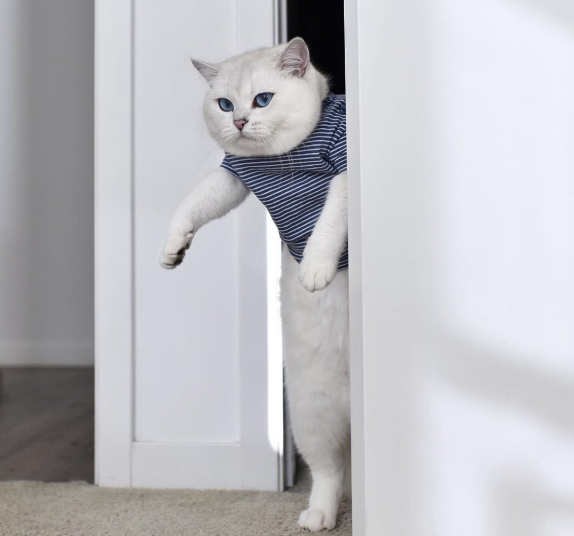 CAT4union's tweet photo. Don't mind me. Just an everyday
human sneaking into the kitchen for some snacks.🫶 #cat #cats #CatsOfTwitter #catlover #catslovers #CatsOnTwitter #fluffy #fluffycat #cute #meow #猫 #猫のいるくらし #猫との生活 #猫咪社区 https://t.co/t2ix0BqnKY