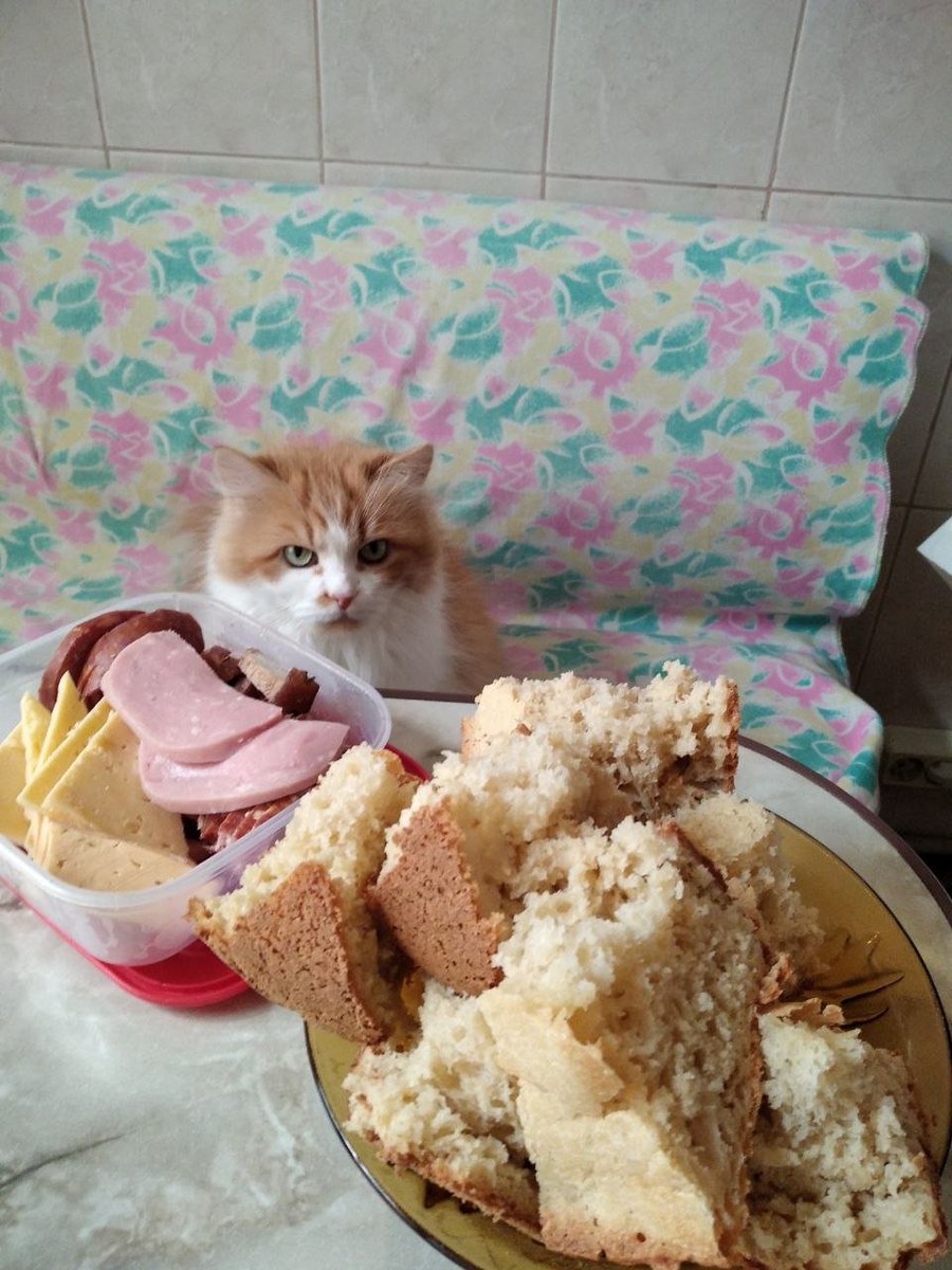 sprt_stanslvski's tweet photo. Good mewning! #Caturday #CatsofTwittter #catsofinstagram #catelegram #CatWar #cats https://t.co/F42vSZ8Ztg