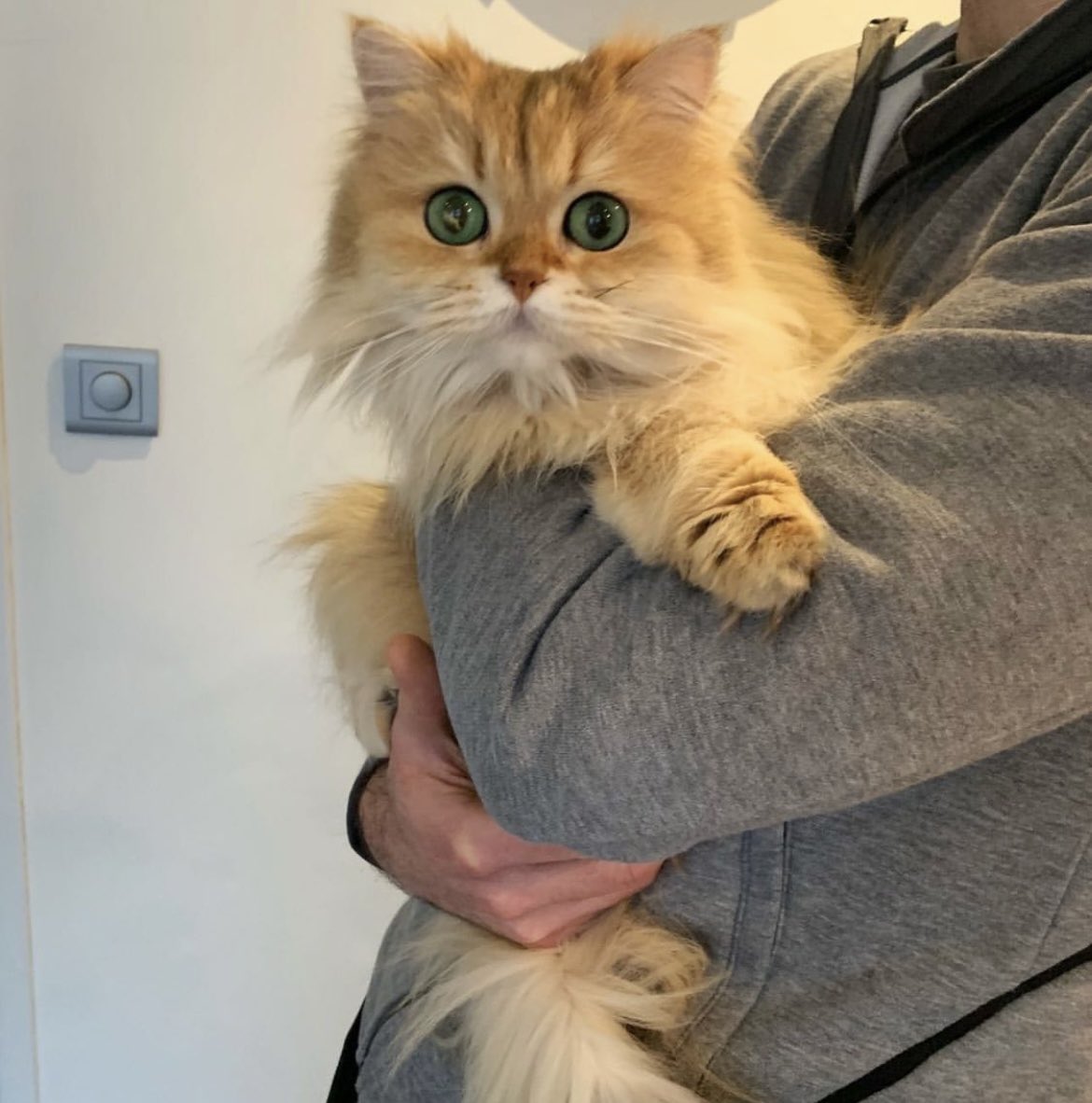 CAT4union's tweet photo. Some things can't be unseen. #cat #cats #CatsOfTwitter #catlover #catslovers #CatsOnTwitter #fluffy #fluffycat #cute #meow #猫 #猫のいるくらし #猫との生活 #猫咪社区 https://t.co/oCgGKaVCfb