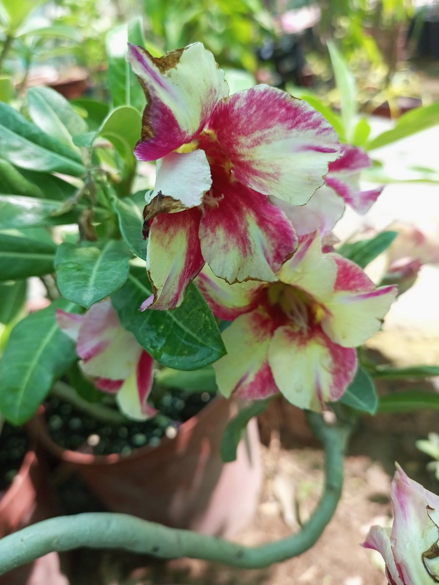 عدنا تيليندى