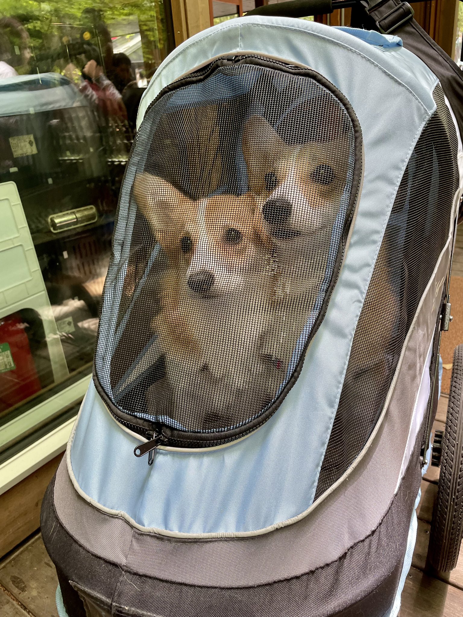 もち あん お昼はハルニレテラスで胡桃ダレのお蕎麦をいただきました コーギーズは慣れないバギーでお利口さんに待ってくれたよ コーギー 犬のいる暮らし ハルニレテラス T Co 4a3c7e8uj3 Twitter