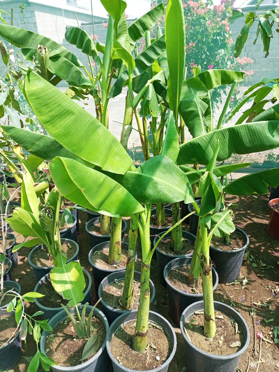 موز تيليندى