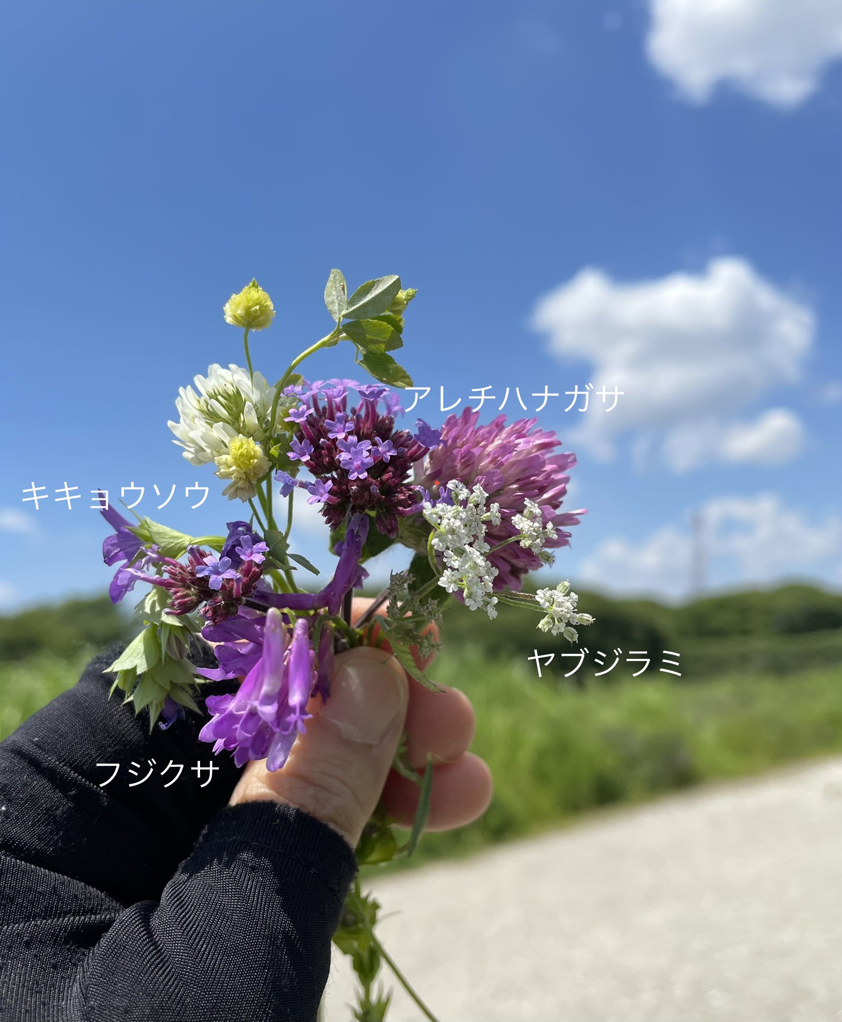 Inori 昨日は流山市立博物館の草花あそび会で 近くの土手に行って花冠を作りました 花の種類が多くてカラフルな 花冠ができました 初めて見た植物は下見の時に名前を調べましたが 合ってるかな 藪とか荒地とか米粒とかネーミングが面白いなと