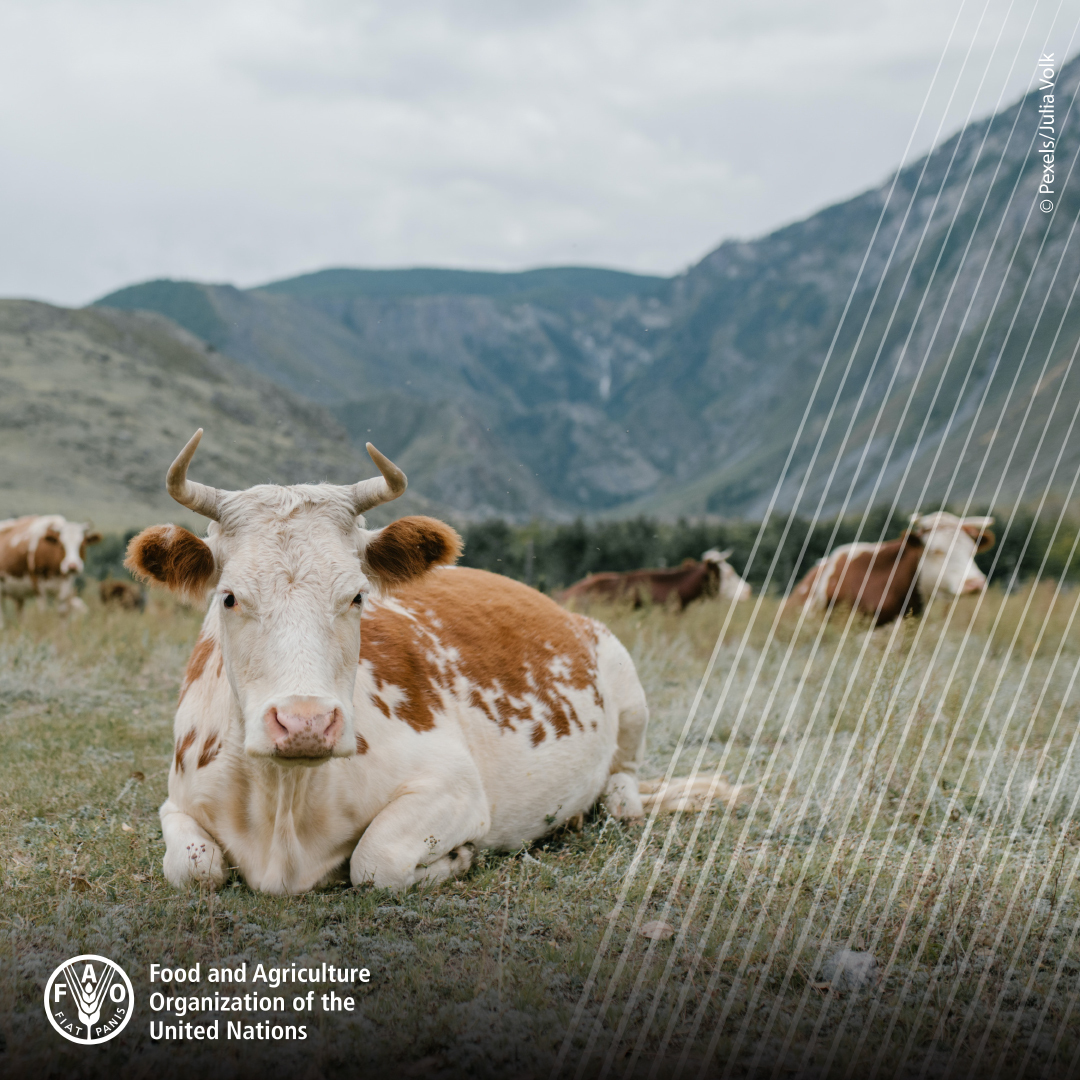 FAO Livestock tweet media