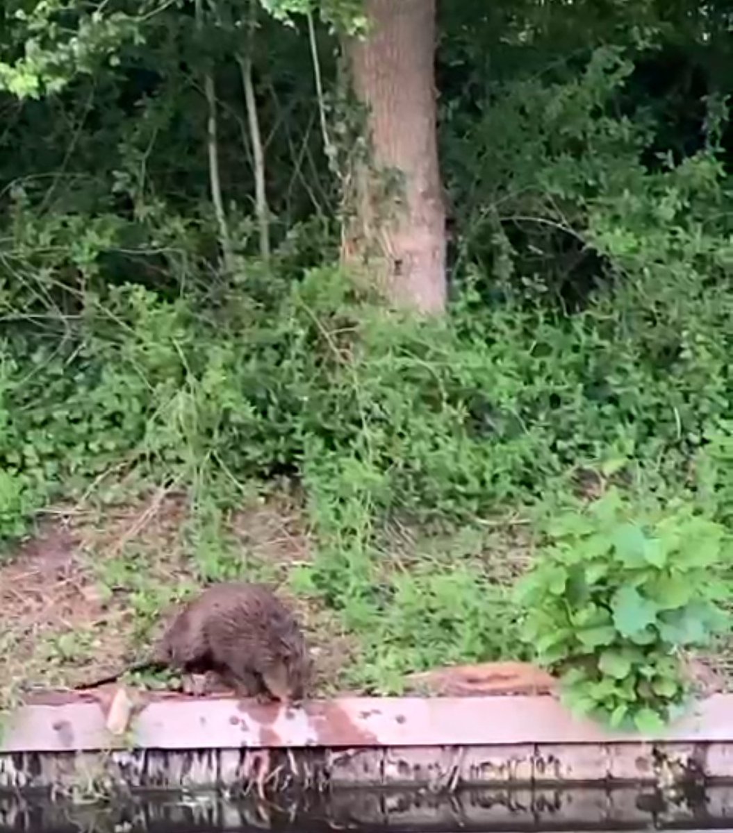 Bever gespot!
Zijn er dan meerdere in de omgeving? #dtv #eenzaam #verdwaald #natuur #familiekwijt