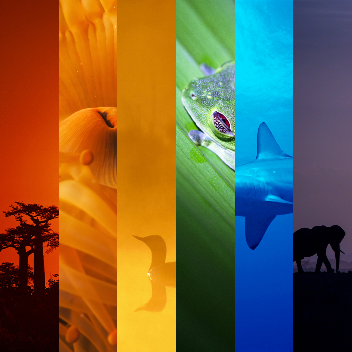 wwf_uk's tweet image. This #WorldEnvironmentDay, take a moment to appreciate the wonderfully diverse kaleidoscope of nature that is our #OneSharedHome.

It’s so important that we continue to do everything we can to protect it.

#PrideMonth