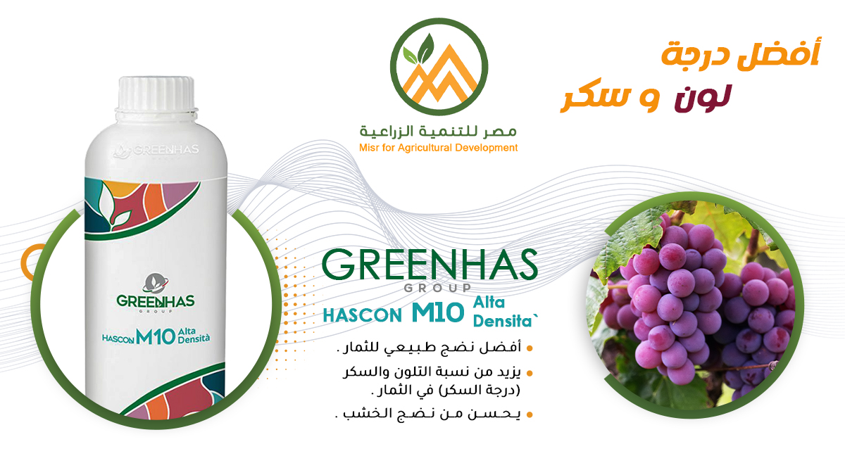 MisrDevelopment's tweet image. الإختلال في درجات الحرارة (تباين في درجات الحرارة) بصورة كبيرة  ☀️
بيزيد من معدل الإجهاد علي النبات بالتالي زيادة معدل الهدم عن معدل البناء 🍂
مع هاسكون إم 10
✅ ودع مشاكل تأخير السكر وبيع محصولك 
✅كبر حجمك وكمان زود سكرك

 بالتعاون مع جرين هاس الإيطالية .